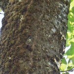 道の駅　いりひろせ - 「せみ」発見です（8/3UP）