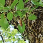 道の駅　いりひろせ - 「せみ」幼虫です（8/3UP）