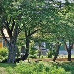 道の駅　いりひろせ - お店様の全体です②（8/3UP）