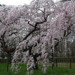 丸太町十二段家 - この日に京都は桜の開花宣言が…