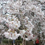 丸太町十二段家 - 桜の花を愛で