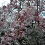 丸太町十二段家 - 少し早いかも