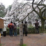 丸太町十二段家 - 名所の枝垂れ桜も綺麗でした。