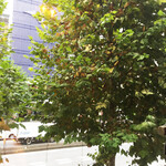 三燈舎 - 窓から見下ろす靖国通り。色づき始めたプラタナス。