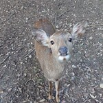 江戸三 - 鹿さん♪かわいい