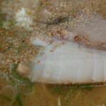 江ちゃんラーメン - 