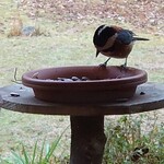 くつきそば 永昌庵 - 