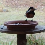 くつきそば 永昌庵 - 
