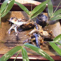 比良山荘 - 採れたての鮎食べコース