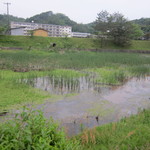 田吾作 - お店の前は池。かえるさんがゲコゲコ泣いています。