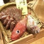 魚の中俣 - 本日のハイライト食材