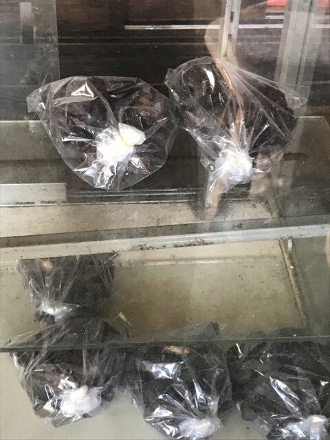 白泉堂 - 白石（和菓子）の写真