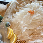 河太郎 呼子店 - いか活造り 単品(税別2420円)3人前