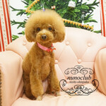 やしろ食堂 - 可愛くなりました。