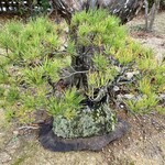 染地台 藪蕎麦 - 松盆栽