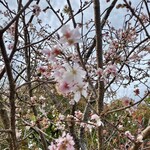 染地台 藪蕎麦 - 桜