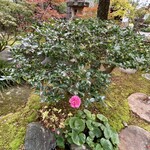 染地台 藪蕎麦 - 寒椿