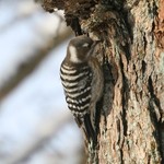 軽井沢プリンスホテル - きつつき？