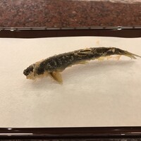 京都祇園 天ぷら八坂圓堂 - 