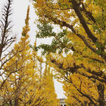 ブリ・マデ - 絵画館前の風物詩