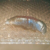 新地 鮓 ゆうじろう - 