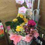 たんぽぽ - たんぽぽさん、長い間大変お疲れ様でした！！