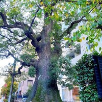 クリマ ディ トスカーナ - 入口②