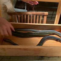 にょろ助 銀座 - 養殖鰻様と天然鰻様♡