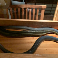 にょろ助 銀座 - 艶やかなぬめりが美しい〜触ってみたかったです><