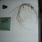 ローザネーラ - 