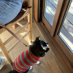 Mori no Naka no Choushoku to Cafe no Mise Cabot Cove