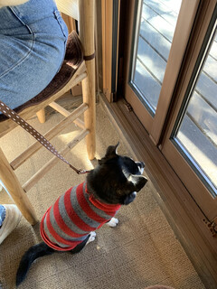 Mori no Naka no Choushoku to Cafe no Mise Cabot Cove