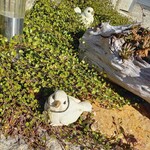 ベーカリーツキヨシ - 