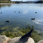 KURUMI - 大濠公園のハトとカモ