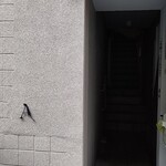 アントシカダ - 