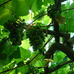 御坂農園グレープハウス - 本物の葡萄がなってます