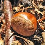 グランド ダイア - 