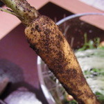 神保町 傳 - 中皿　畑の様子　西東京市で大将のお姉さんが作る野菜