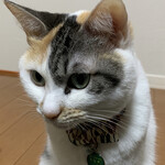 鰻 川淀 - うなぎちゃん。