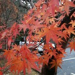 ダンデリオン - 内風呂が加温掛け流しのたまご湯つるつるな瀬音の湯の駐車場のもみじ。