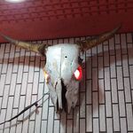 一条流がんこ総本家分家四谷荒木町 - 