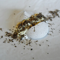 boB the garden Ginza - トリュフのバスクメレンゲ