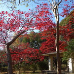 Nagon Shiruko Ten - .....源氏山公園の紅葉.....