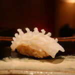 鮨 しみづ - 佐賀県唐津のヤリイカ