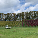 オチガビワイナリー - 【2020年10月】ココではぶどうは「垣根仕立て」で栽培されています。　左と右ではぶどうの種類が違うようですね（緑とアンバーな色合いの樹が並んでます）。