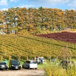 オチガビワイナリー - 【2020年10月】ちょうど「ワインの木オーナー制度」のメンバーの方々と思しき人達がいらっしゃるようでした。