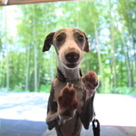 エルルカン・ビス - 