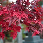 田中屋旅館 - 三門 紅葉