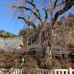 田中屋旅館 - しだれ桜