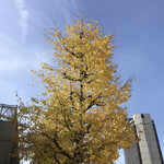 ahill - 六本木通りの紅葉